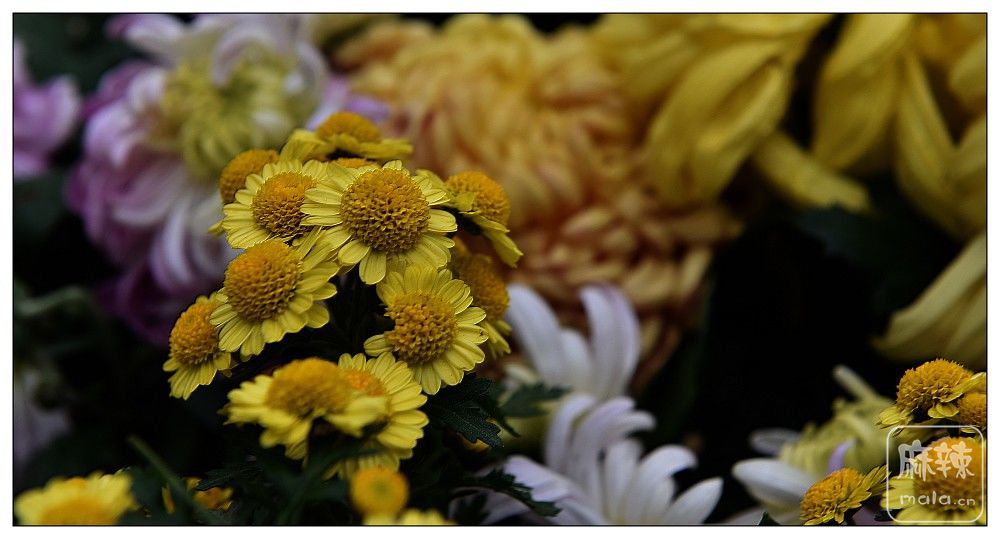 DSC_0745.jpg