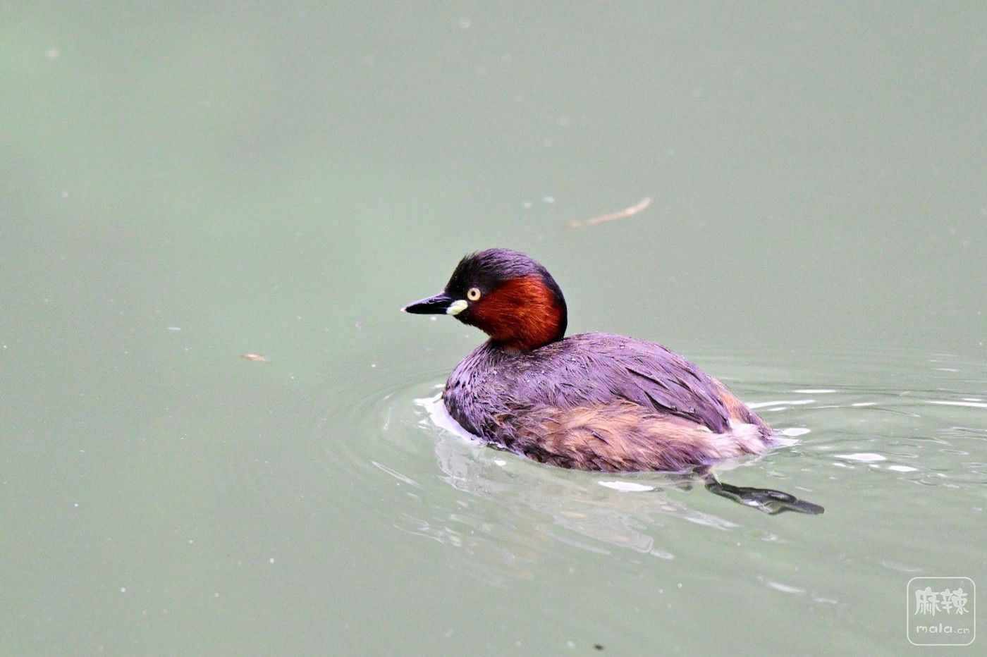 DSC_8098.JPG
