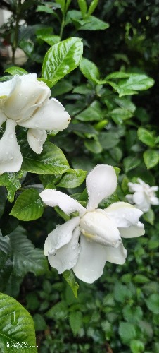 IMG_20260617_092850.jpg