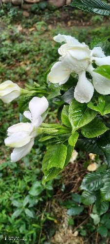 IMG_20260617_092812.jpg