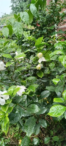 IMG_20260617_092800.jpg
