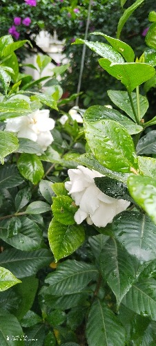 IMG_20260617_092720.jpg