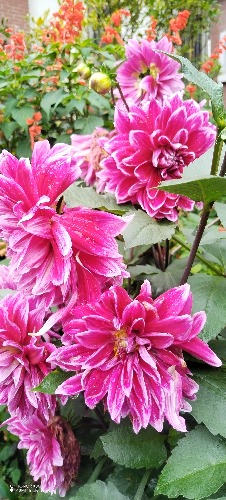IMG_20260617_092407.jpg