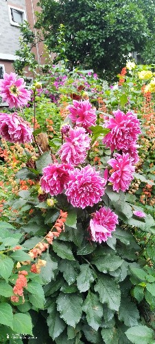 IMG_20260617_092318.jpg
