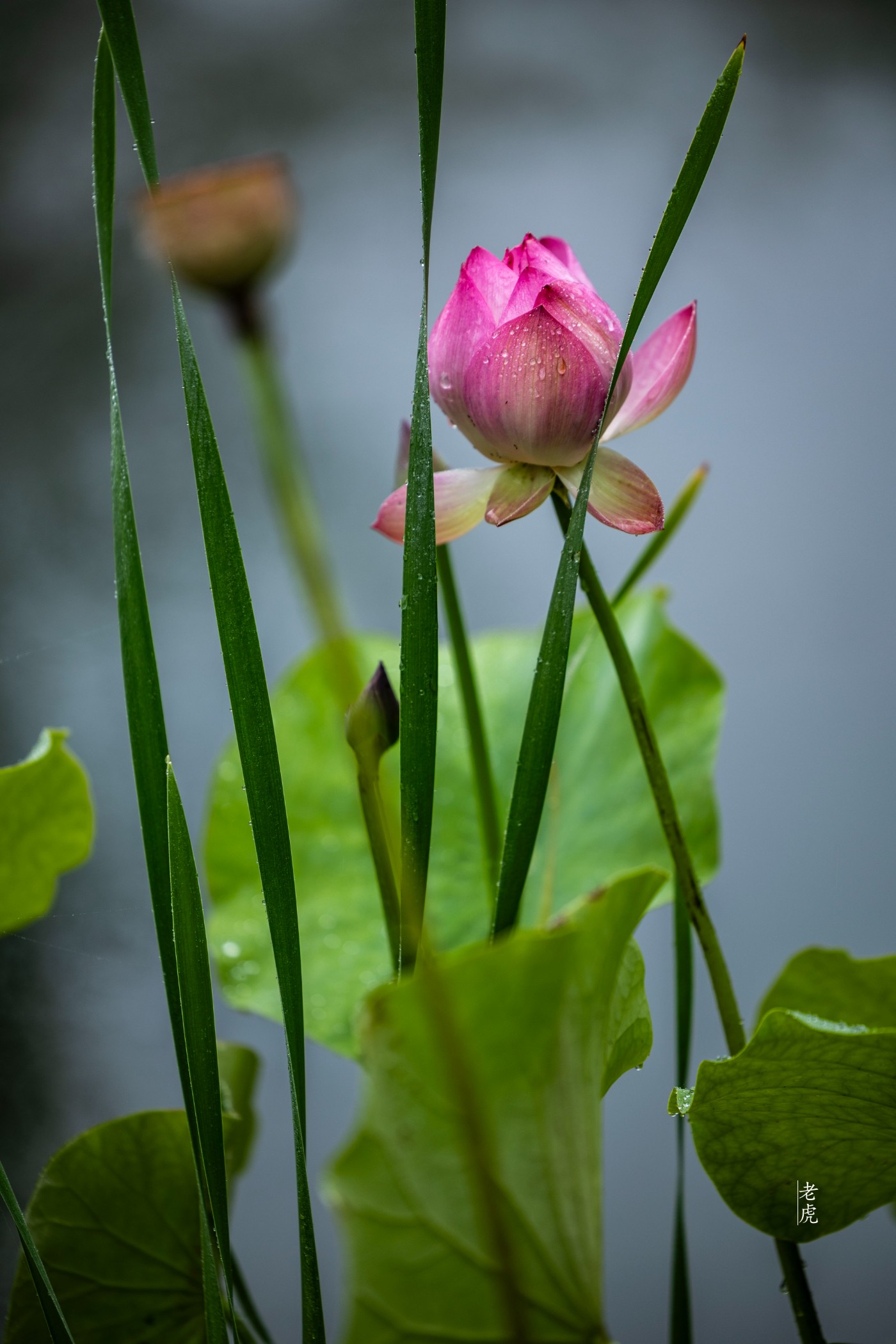 _P5A4448 ����.jpg