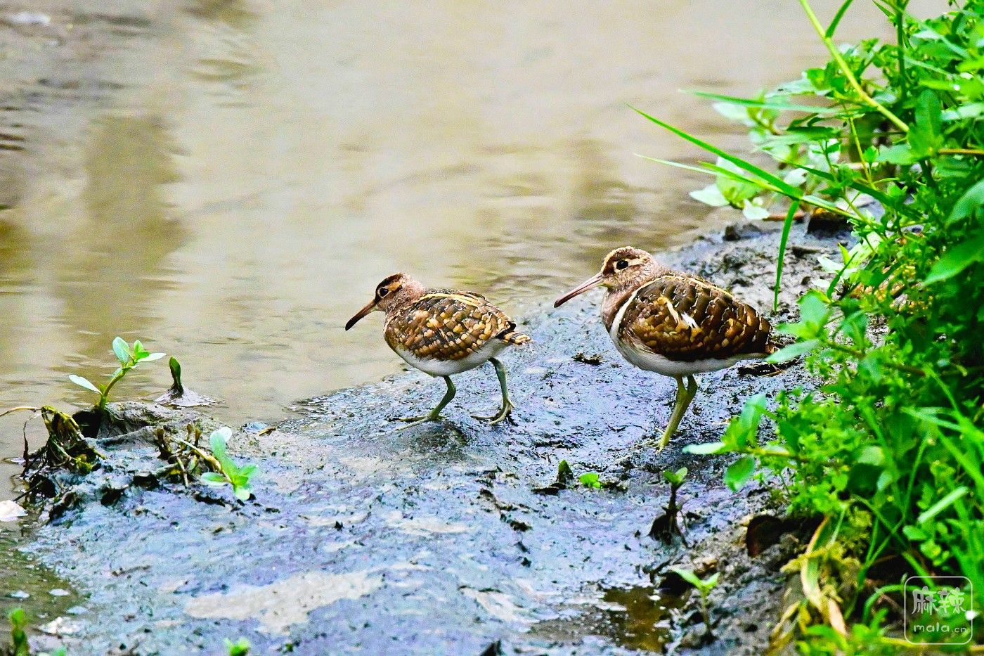 DSC_6618.JPG