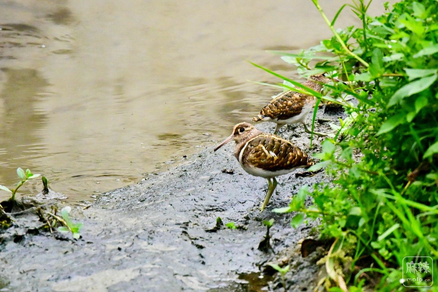 DSC_6639.JPG