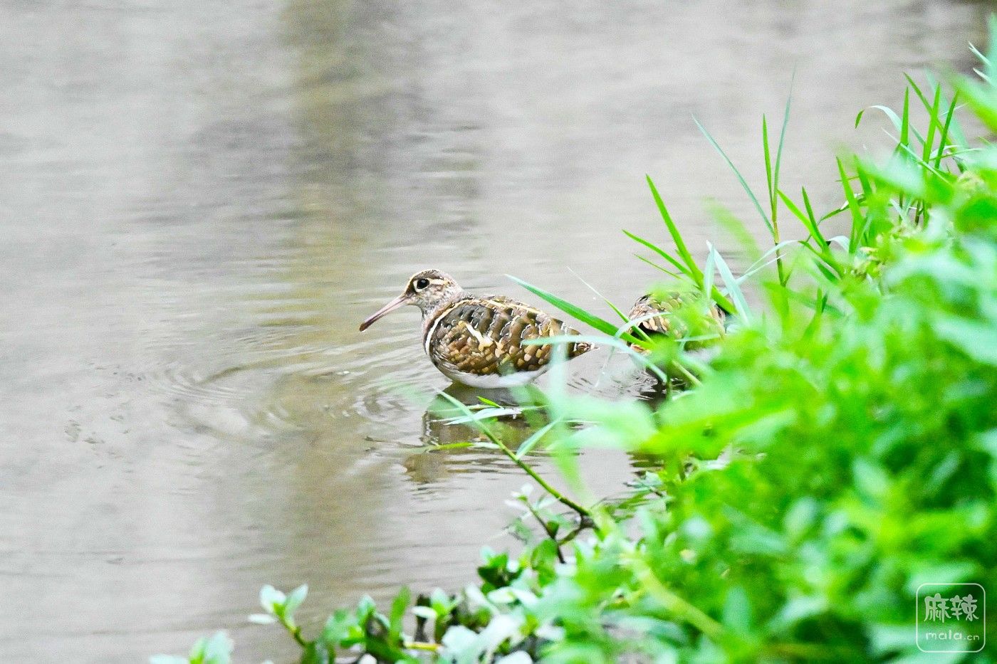 DSC_6706.JPG