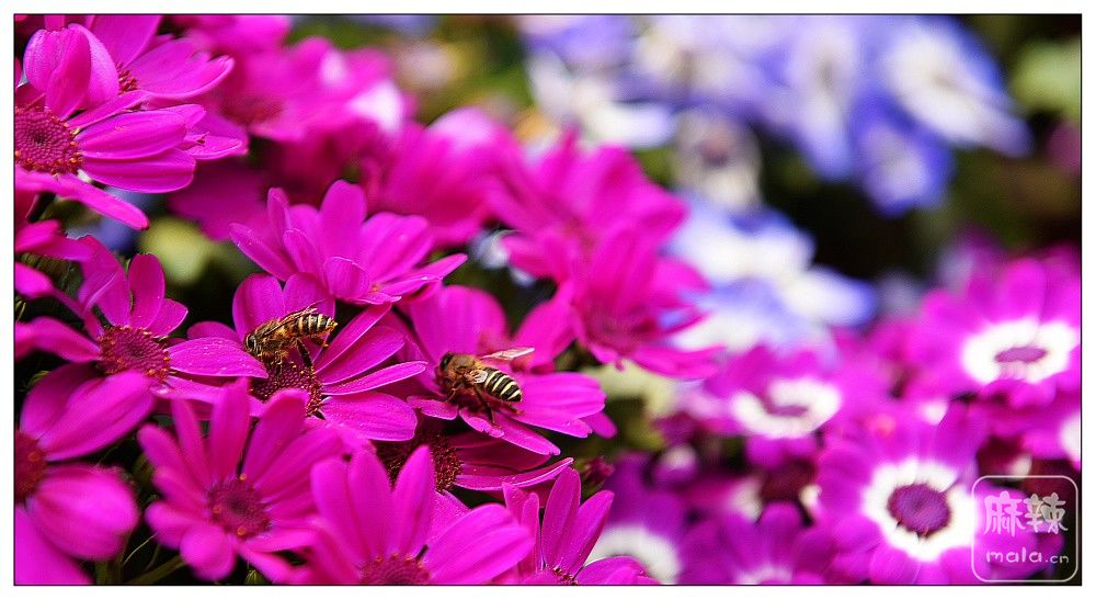 DSC_9817.jpg