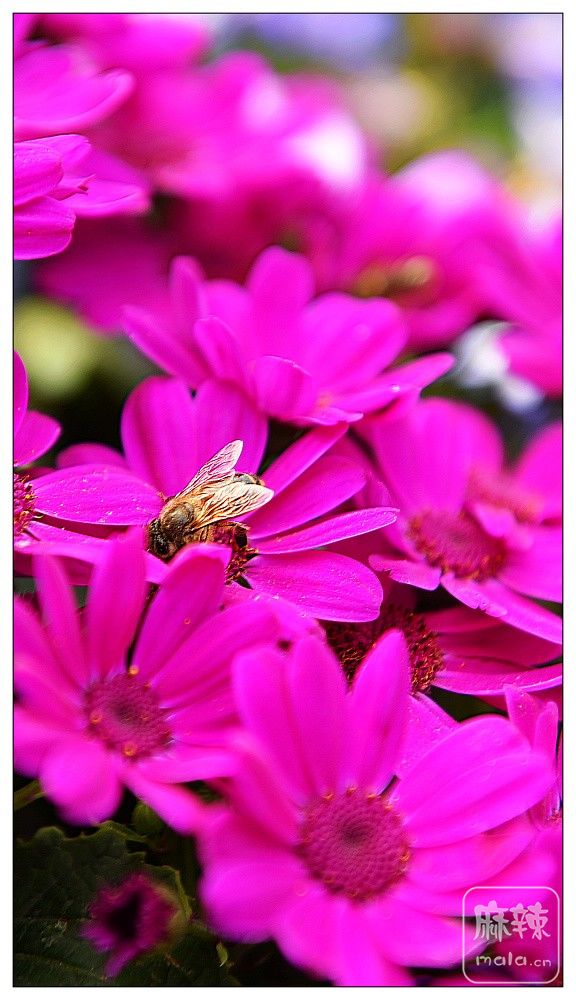 DSC_9819.jpg