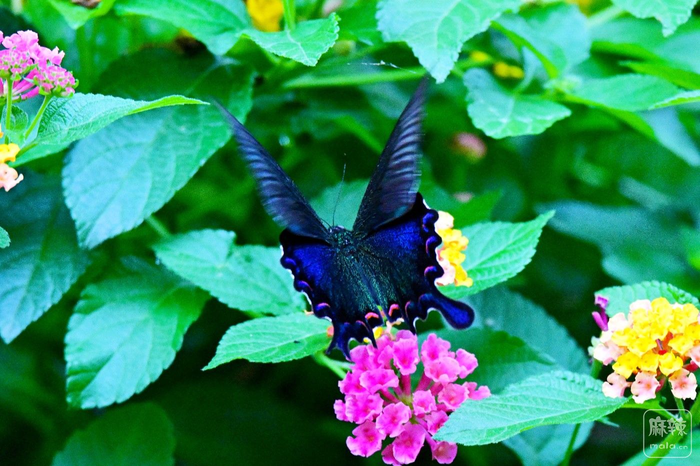 DSC_7936.JPG