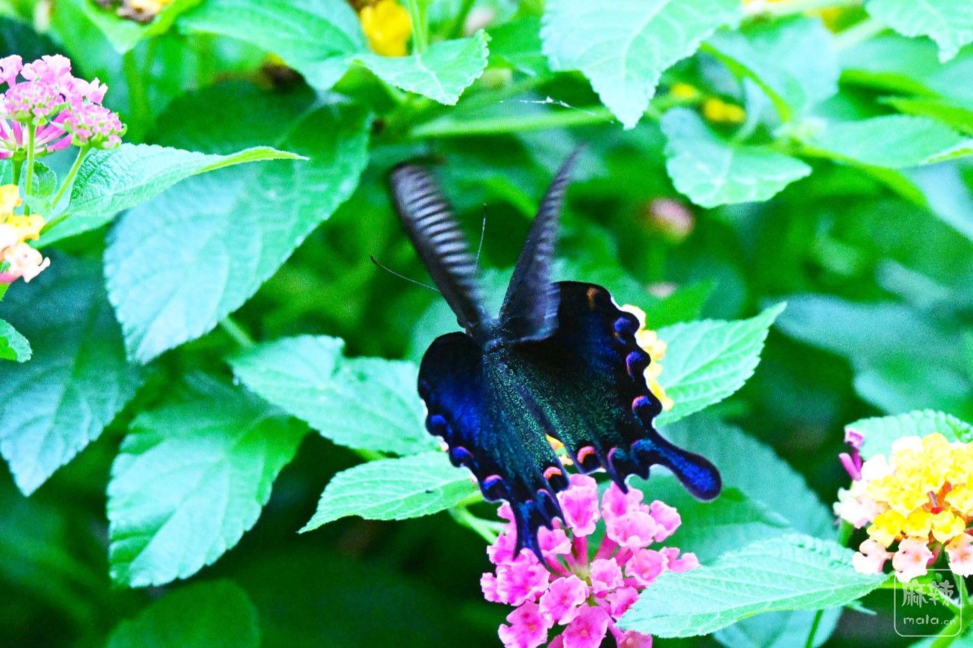 DSC_7934.JPG