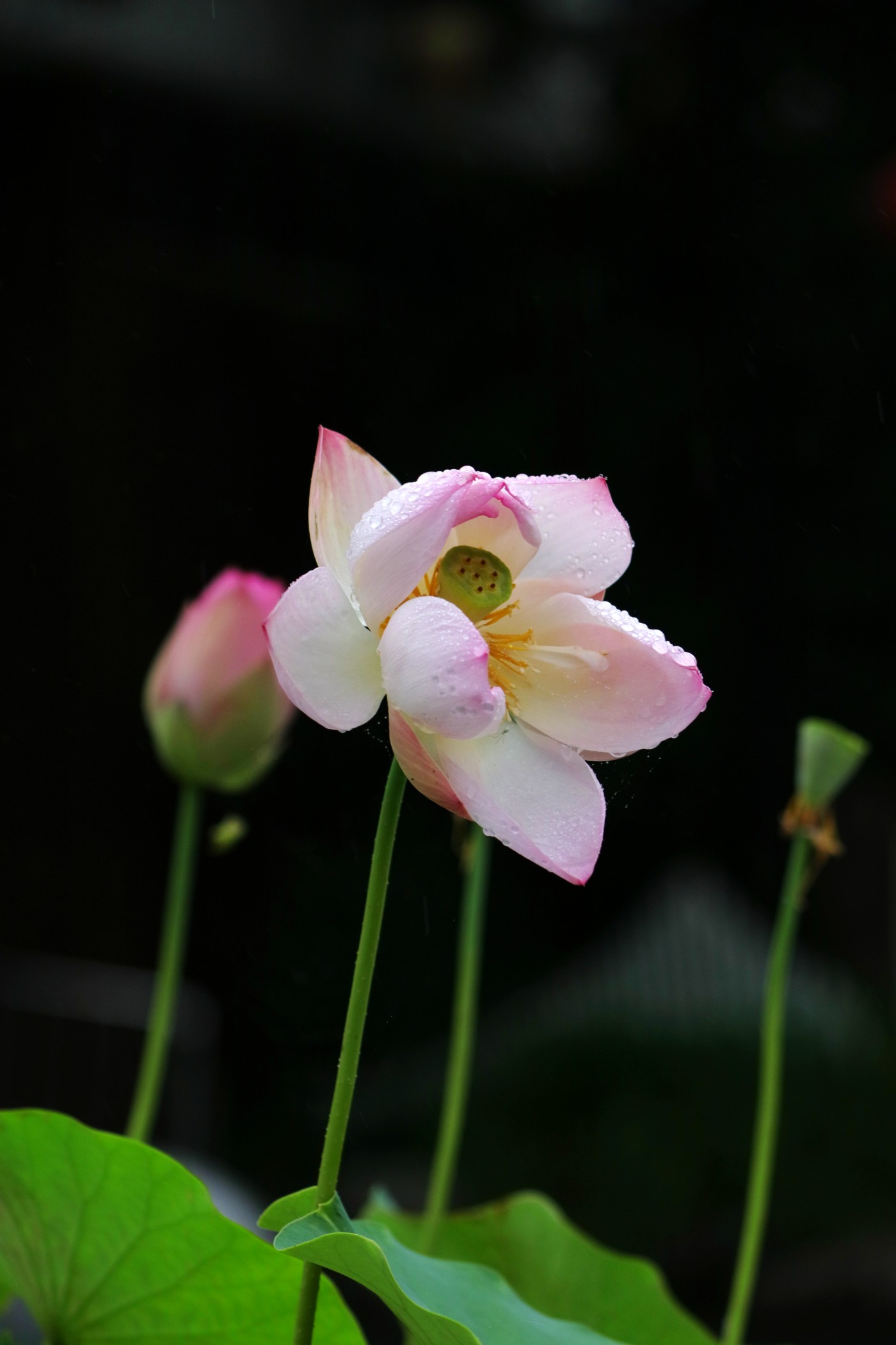 IMG_6538.JPG