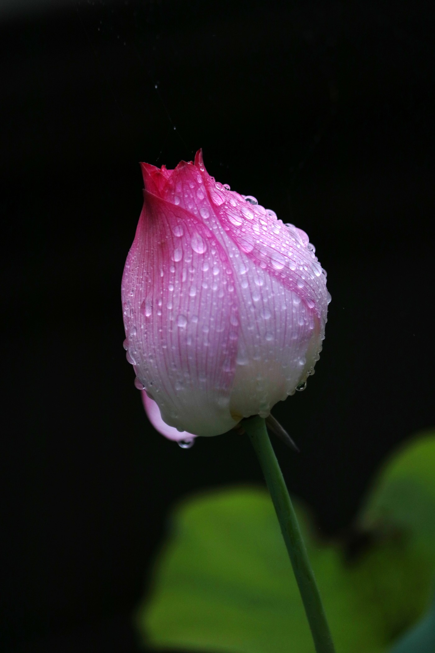 IMG_6572.JPG