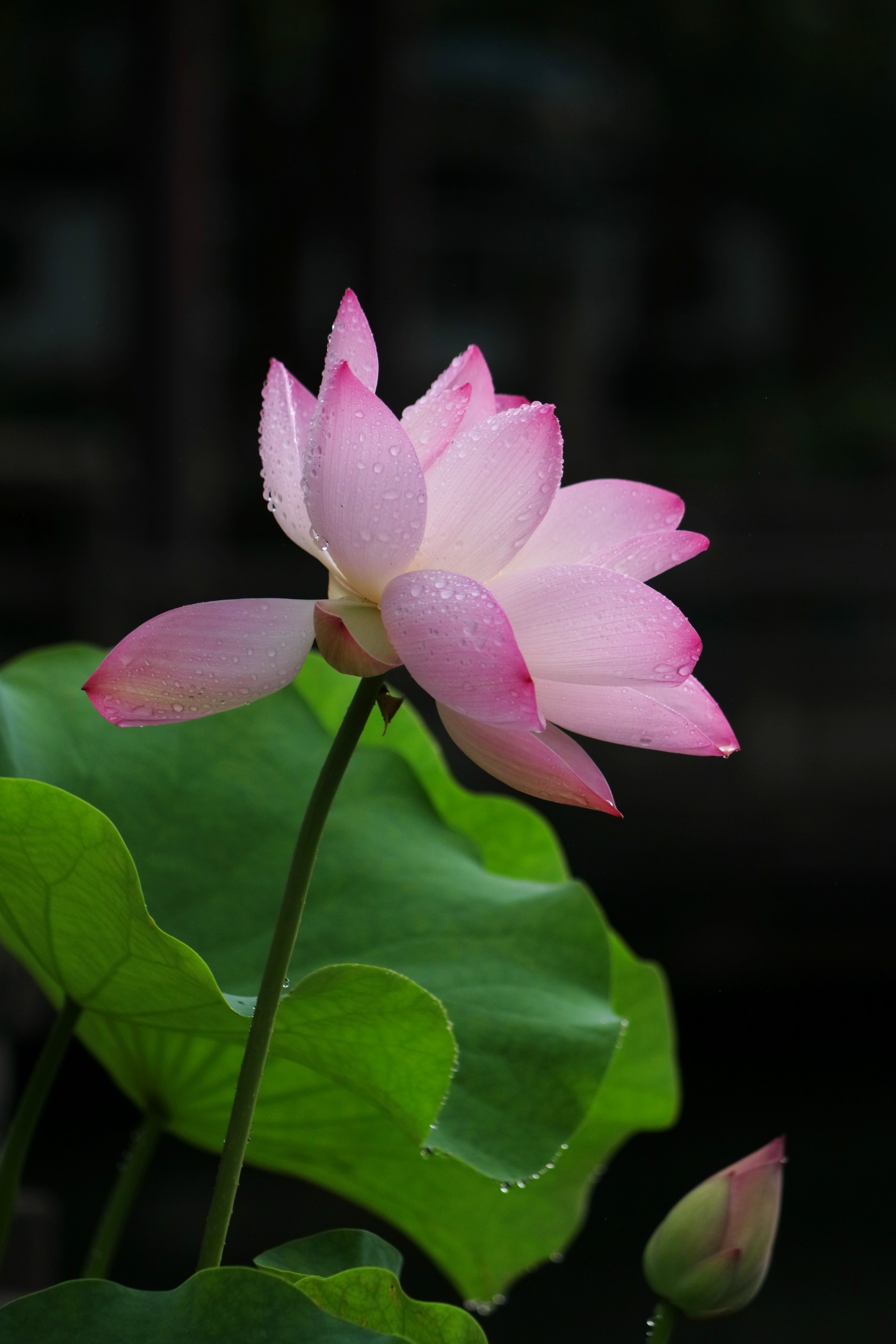IMG_6583.JPG
