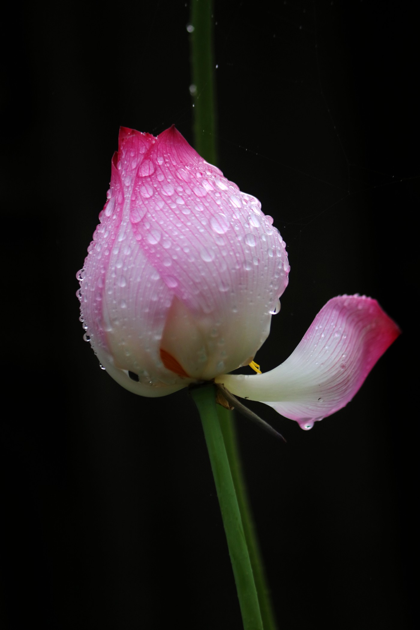 IMG_6586.JPG