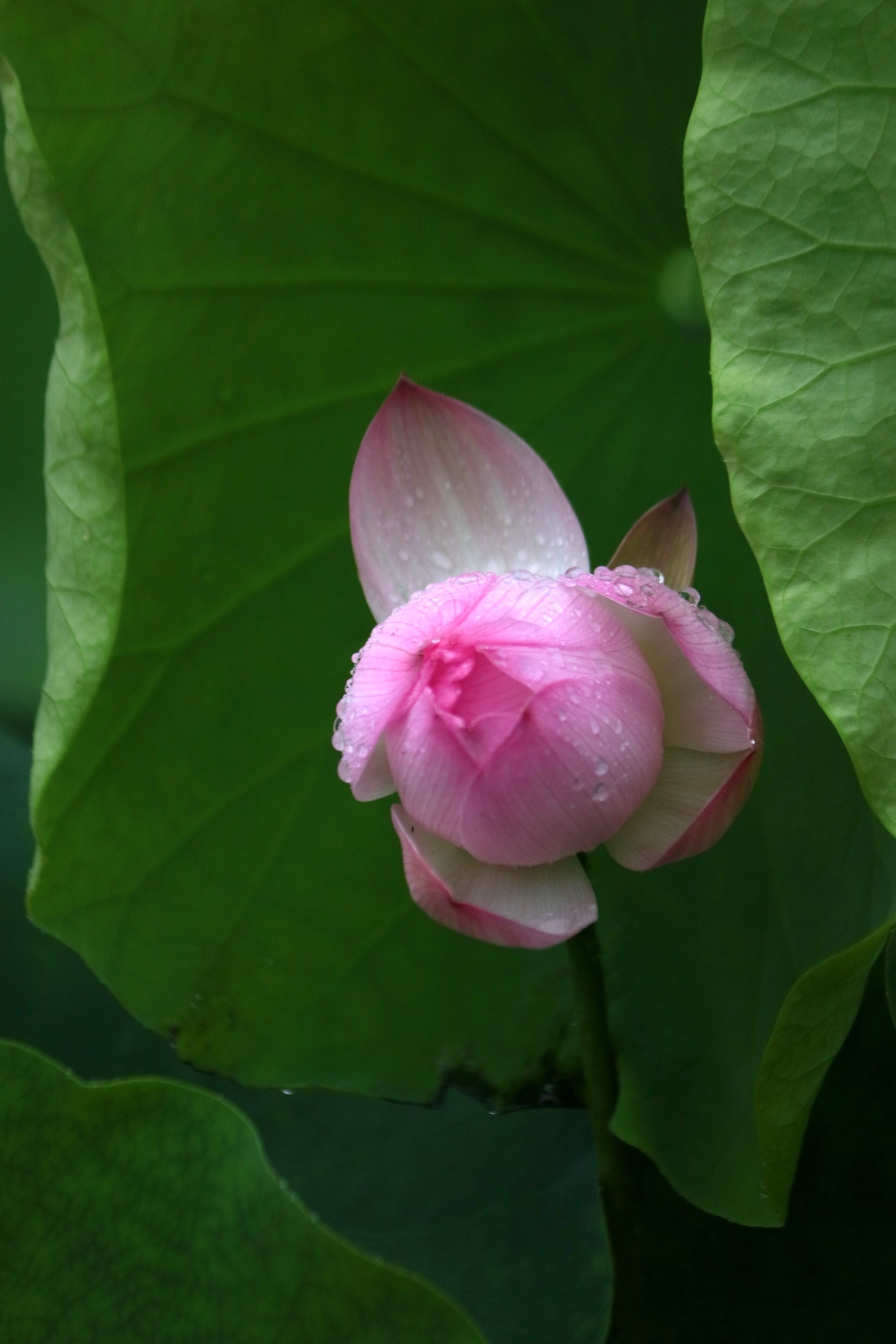 IMG_6677.JPG