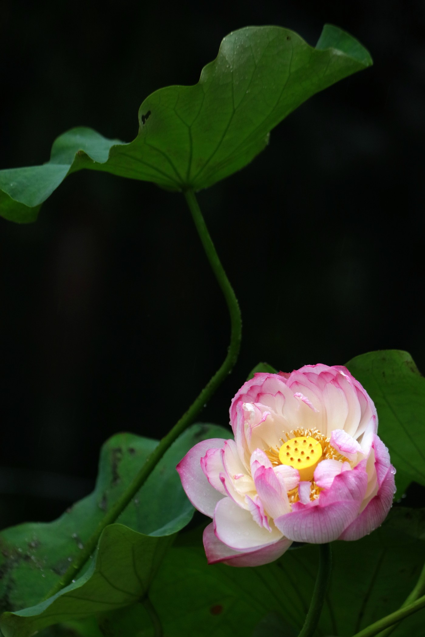IMG_6687.JPG