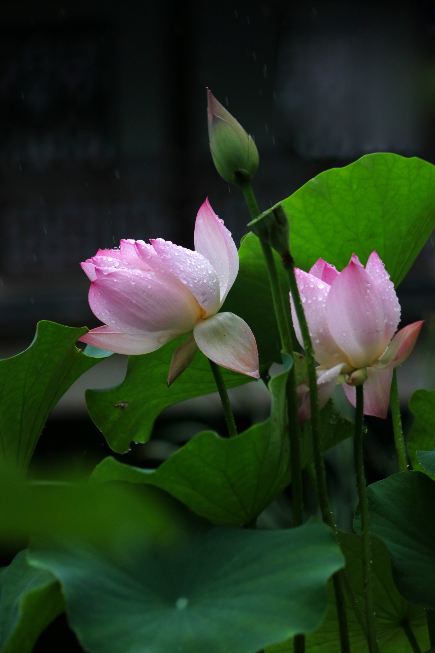 IMG_6713.JPG