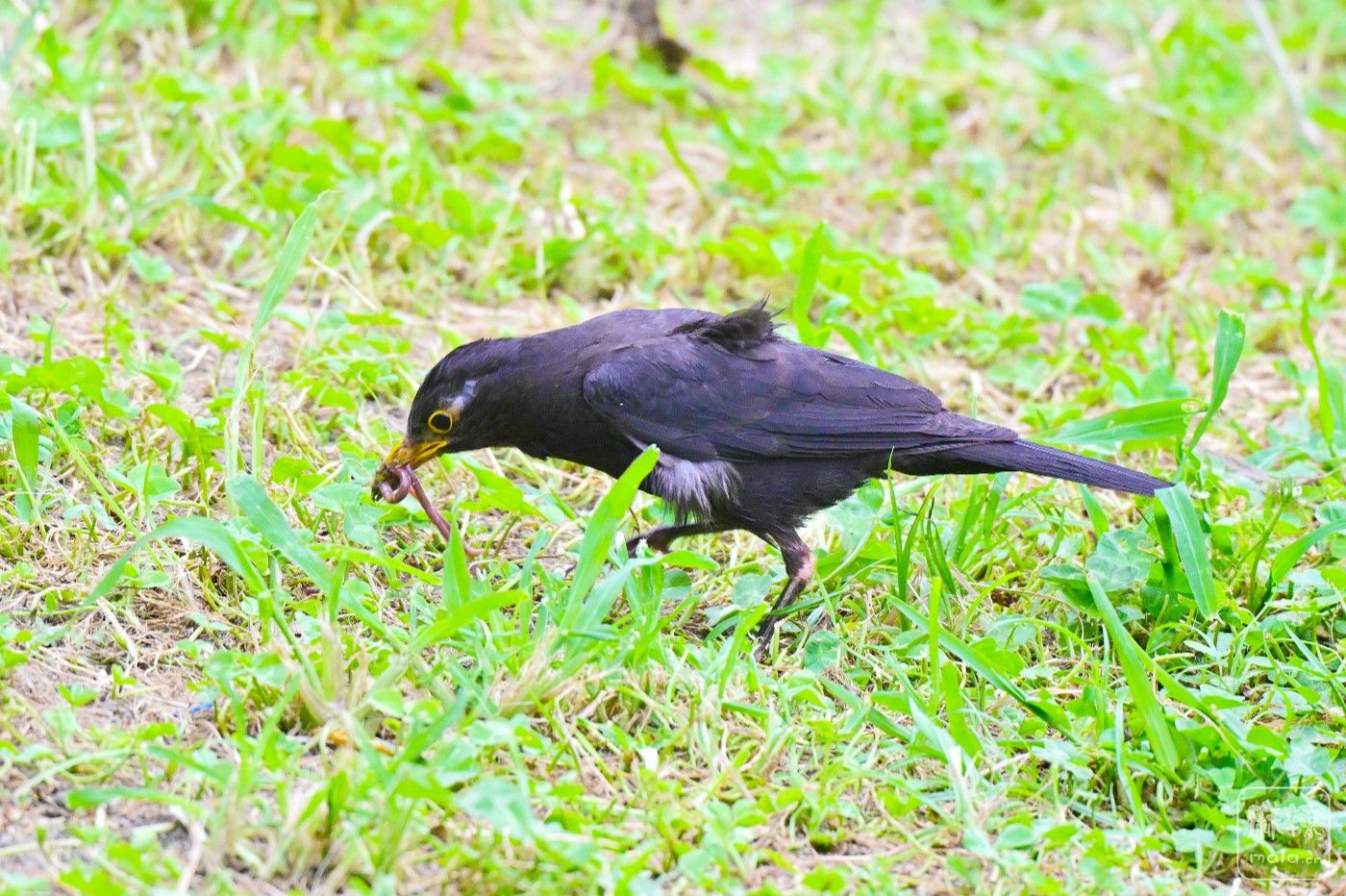 DSC_8068.JPG