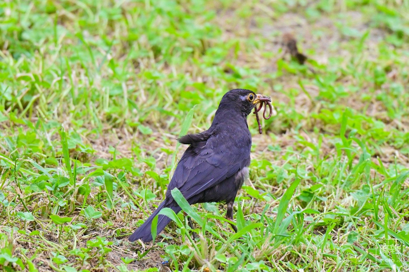 DSC_8060.JPG