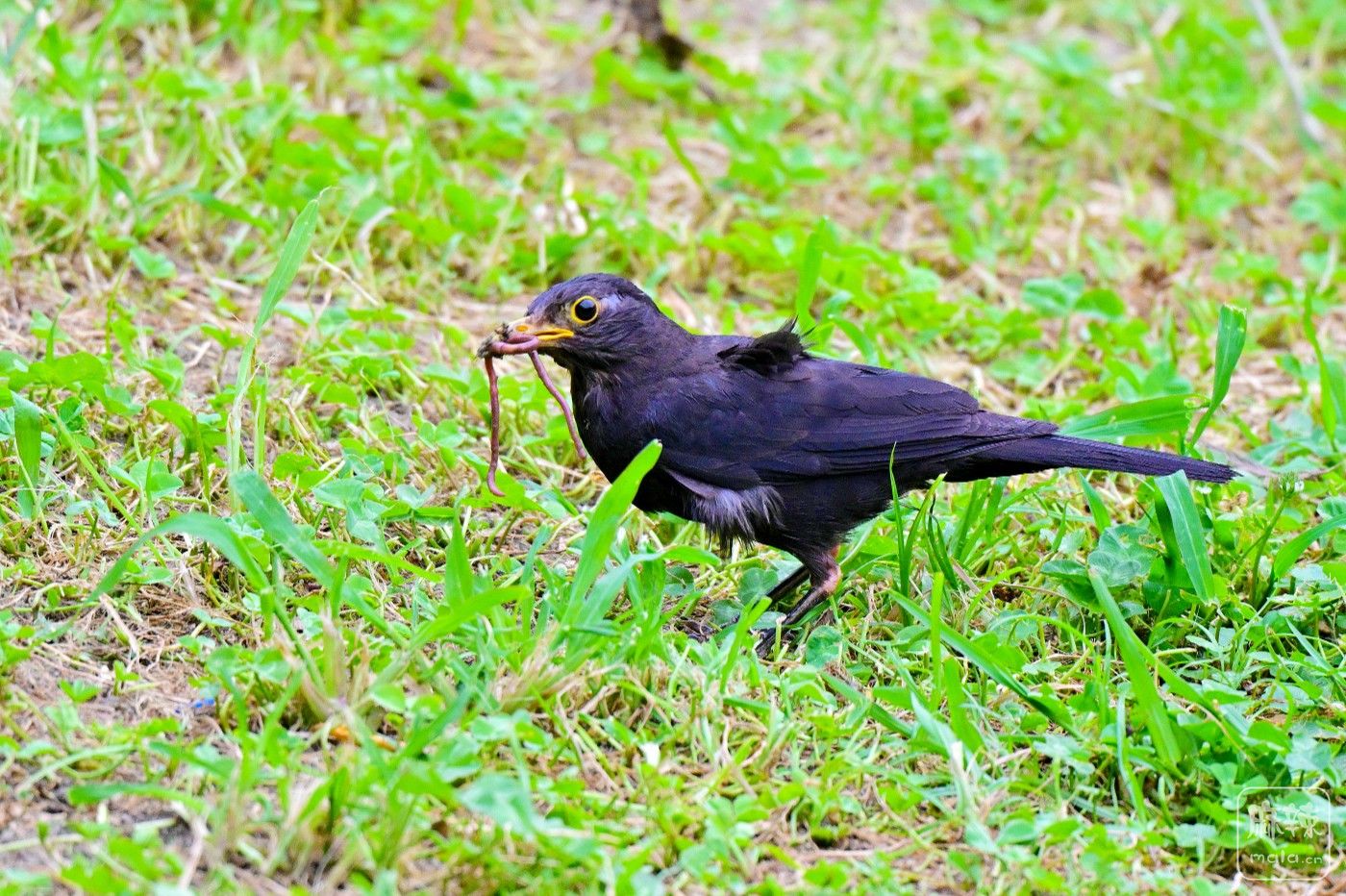DSC_8066.JPG