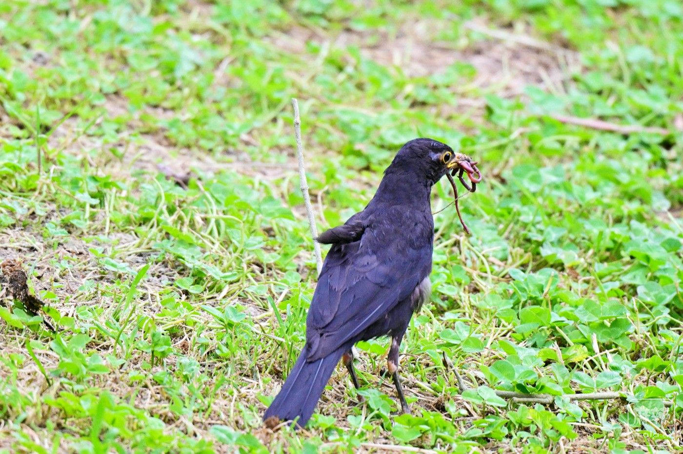 DSC_8080.JPG