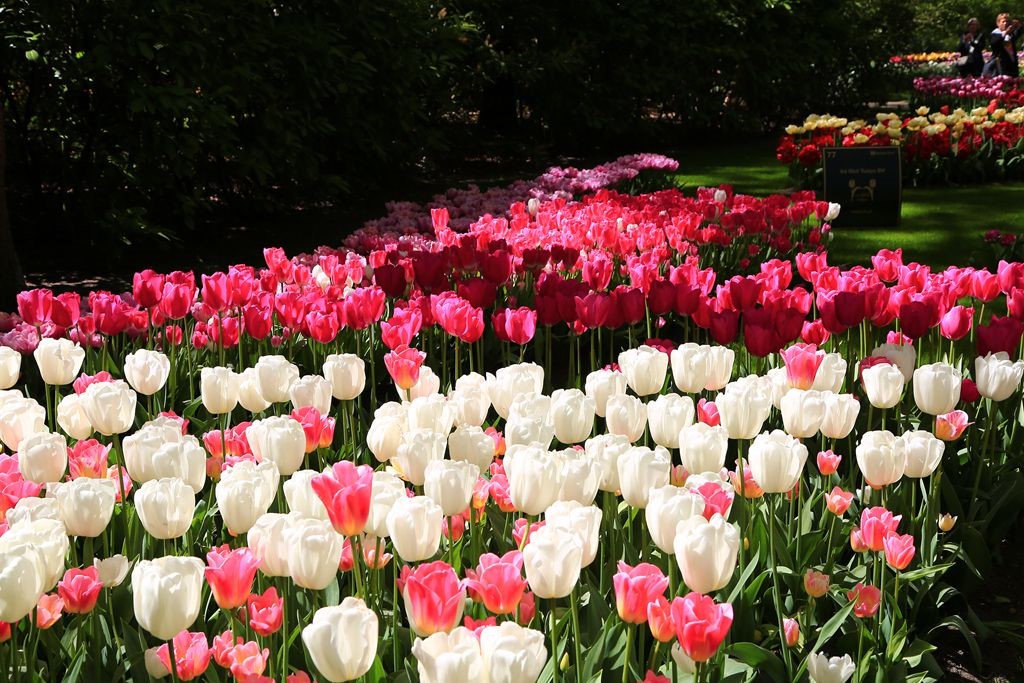 L_JY8781_����.jpg