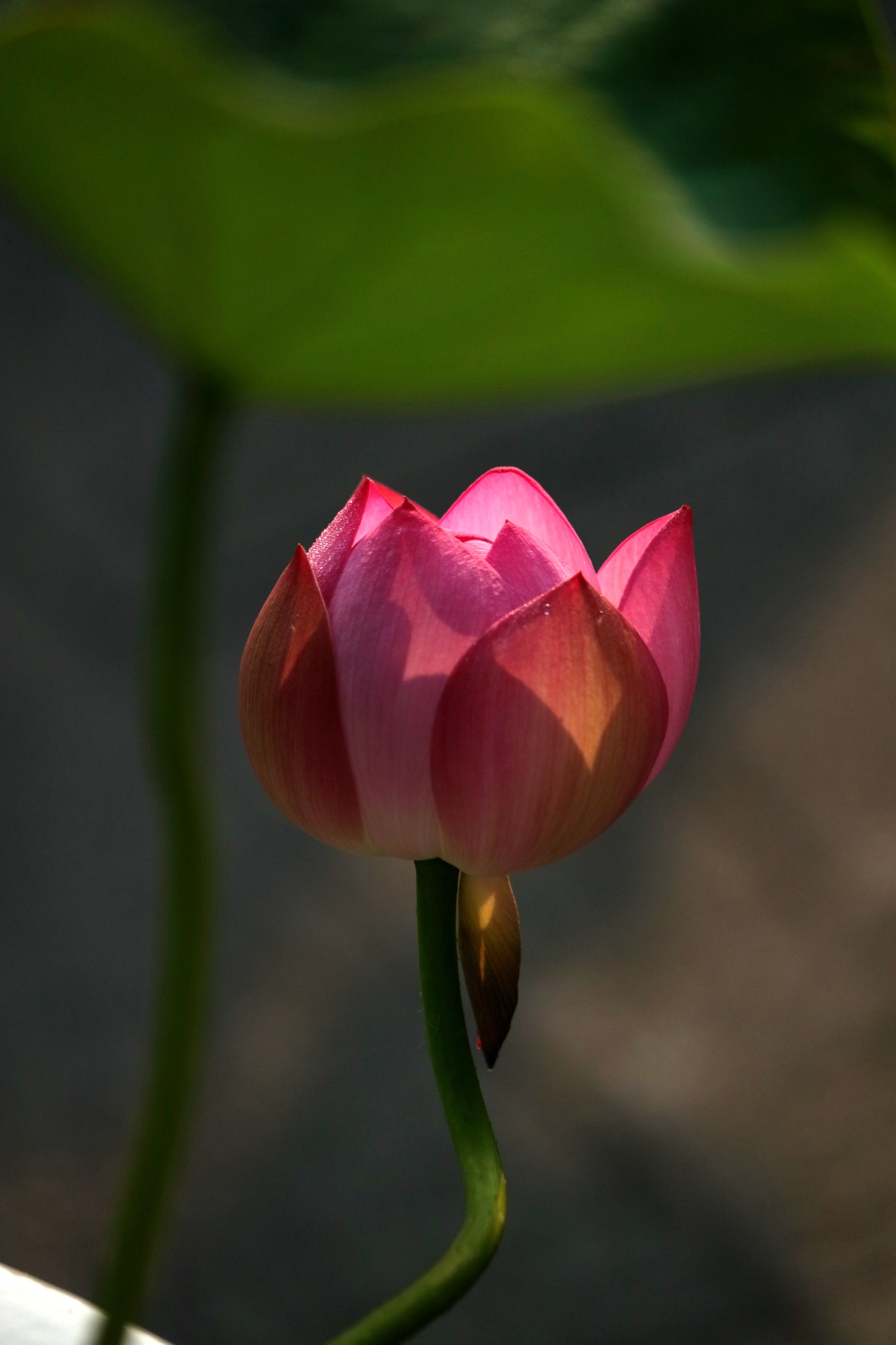 IMG_6768.JPG
