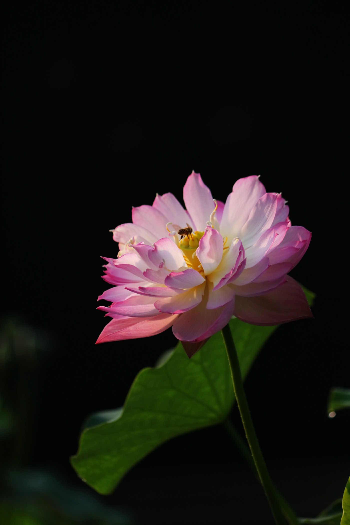 IMG_6779.JPG