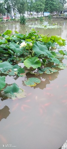 IMG_20260617_184411.jpg