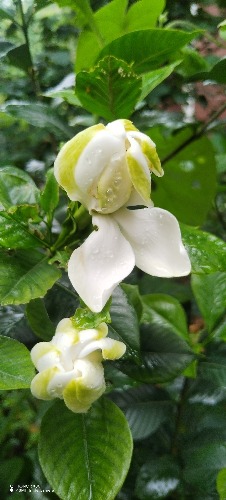 IMG_20260617_092819.jpg