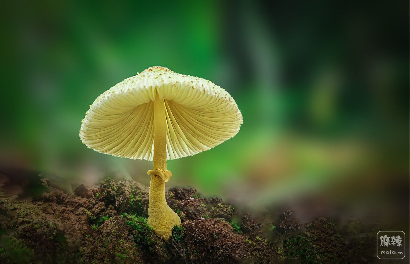 1����  ����Ϊ������ɡΪ�ܣ����Գ���һ��Ƭ����ɽҰ��.jpg