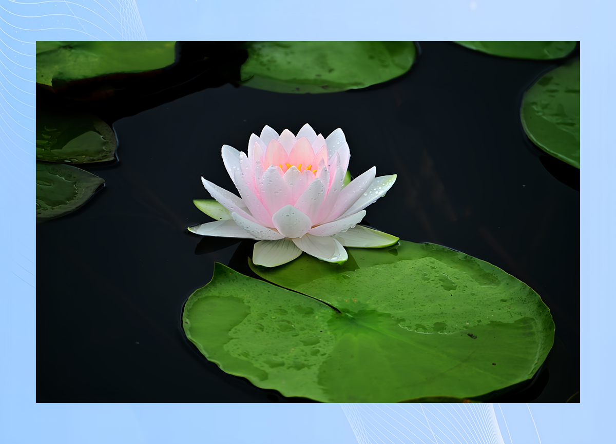 DSC_6125_����.png