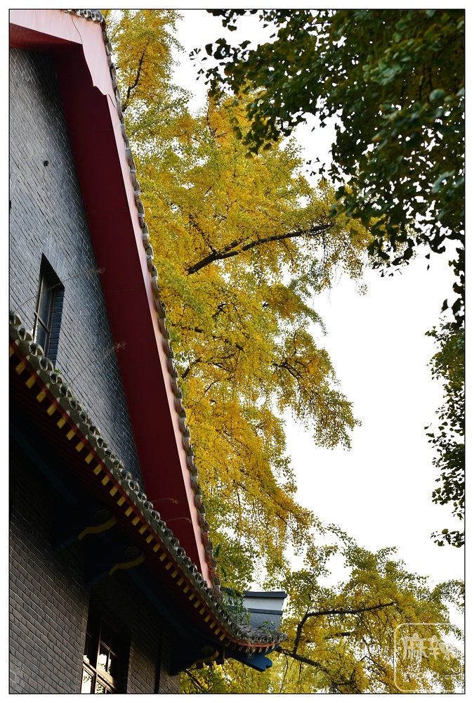DSC_2915.jpg