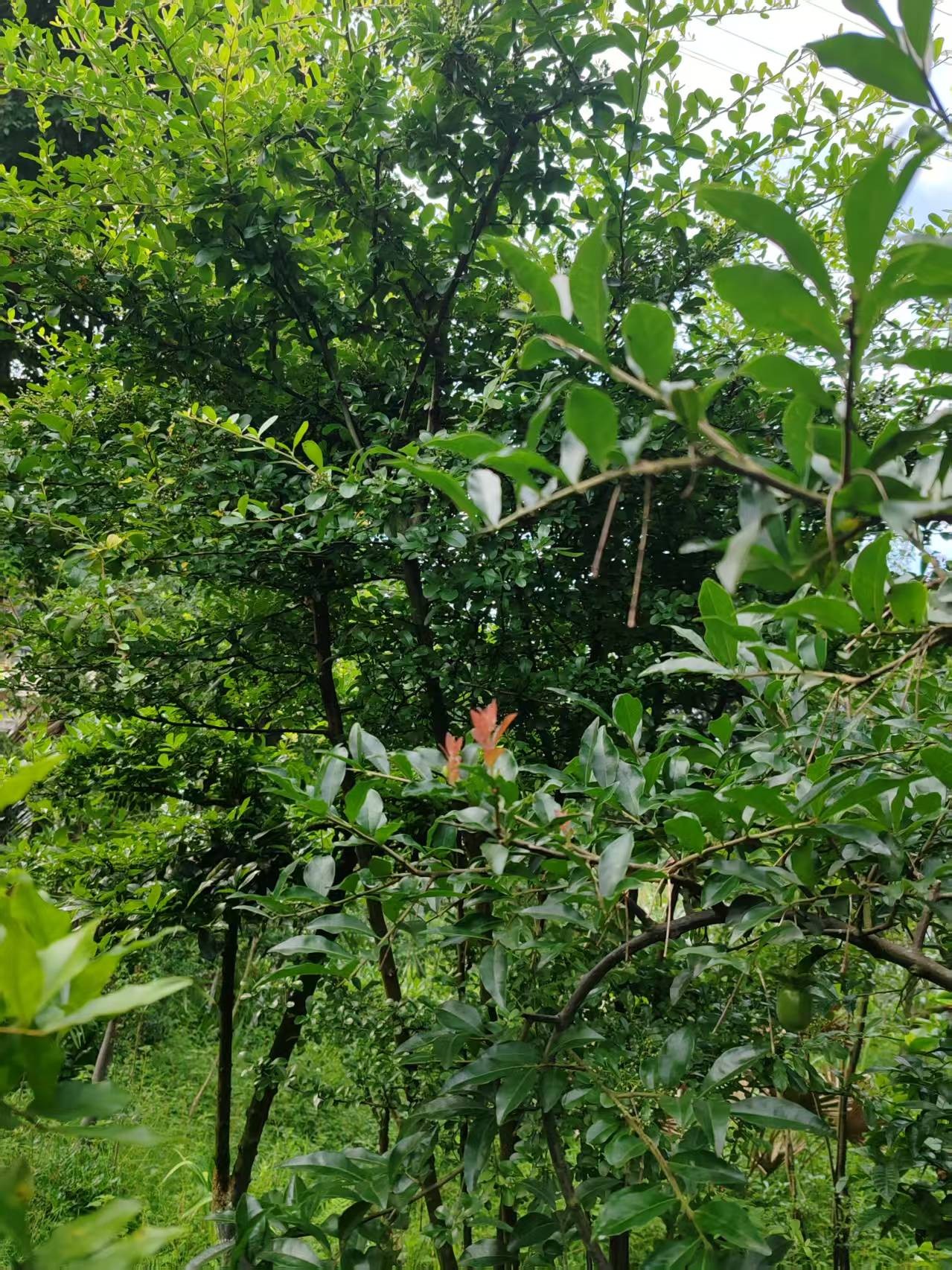 ΢��ͼƬ_20260702105948_159_1.jpg