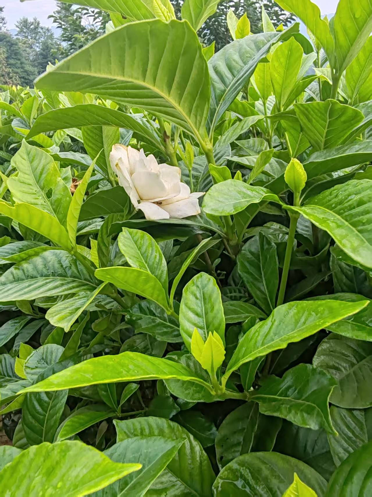 ΢��ͼƬ_20260702110005_175_1.jpg