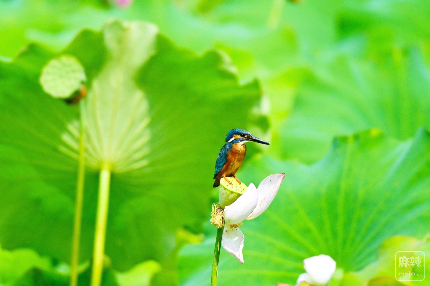 DSC_6650.JPG