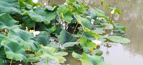 IMG_20260701_091047.jpg