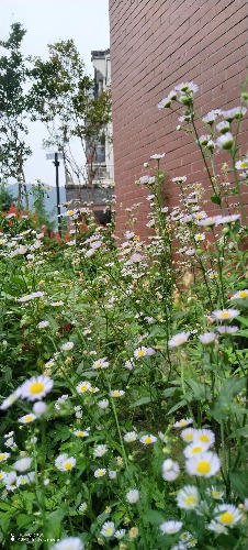 IMG_20260701_172132.jpg