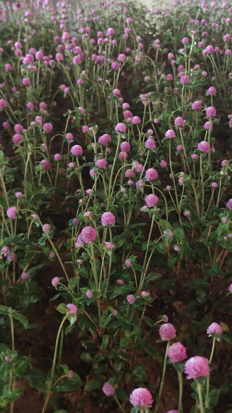 20260706223059front2_0_7526872_Fj--IaUFNzBXayP0c8r4CgYg6Cvx.jpg
