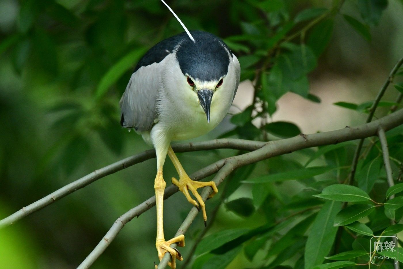 DSC_9172.JPG
