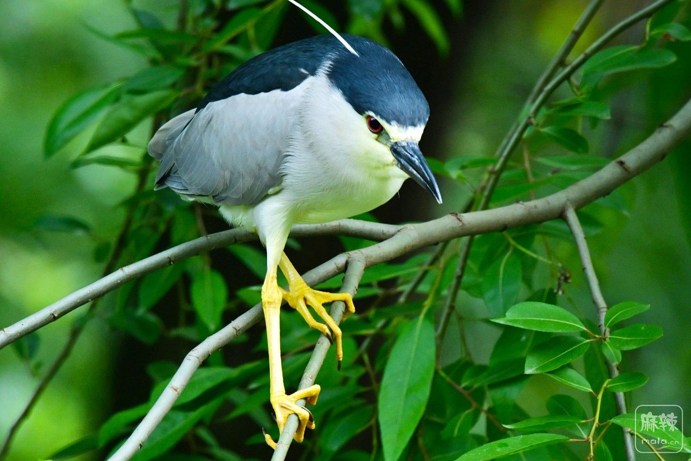 DSC_9158.JPG
