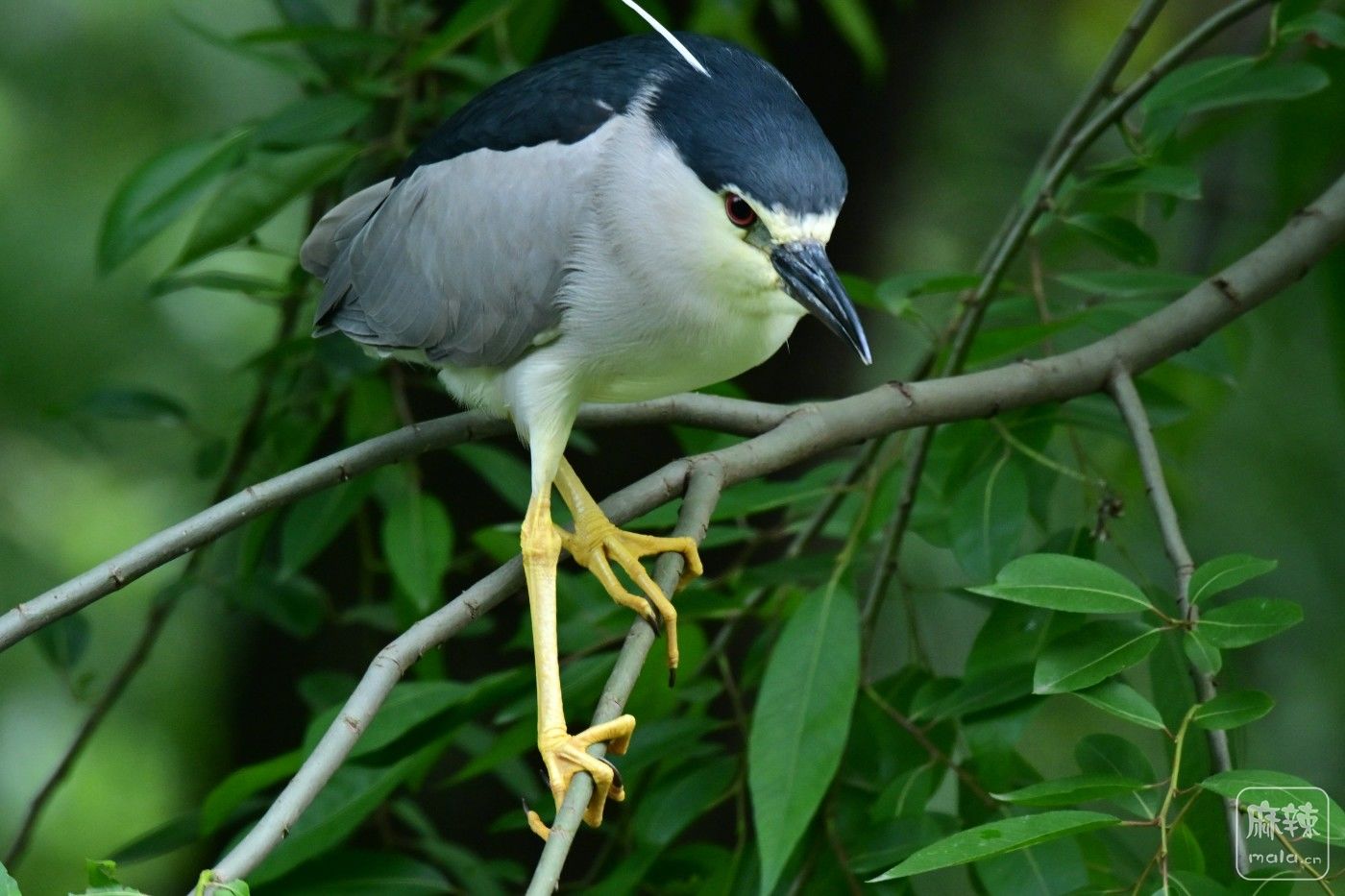 DSC_9162.JPG