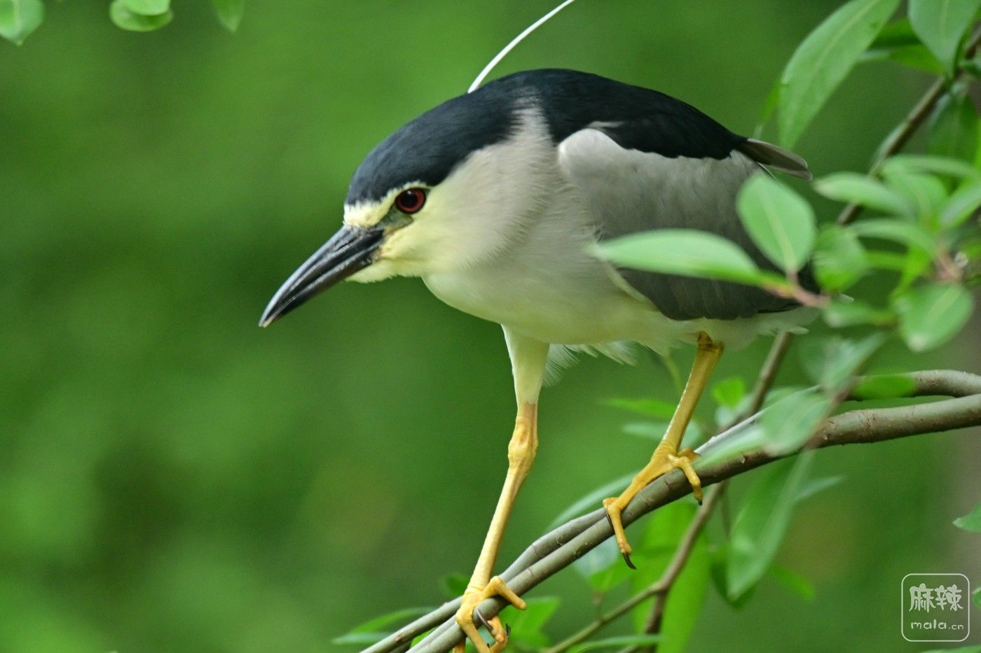 DSC_9202.JPG
