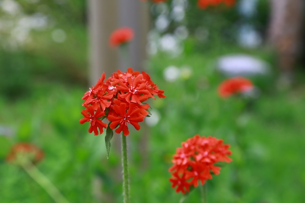 L_JY0570.JPG