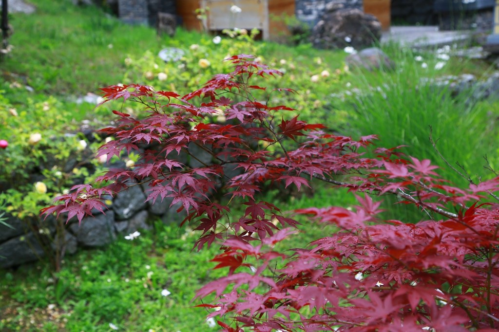 L_JY0578.JPG