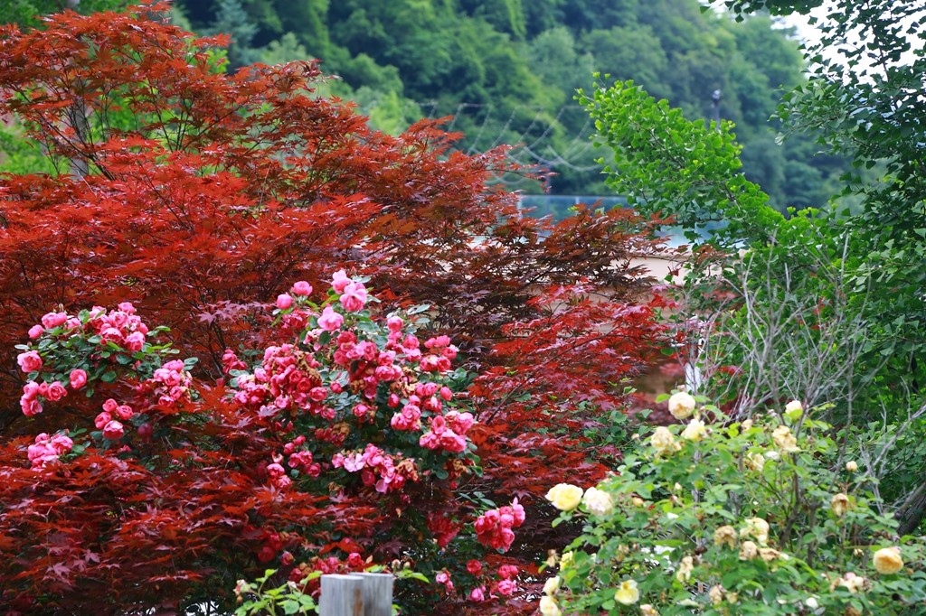 L_JY0724.JPG
