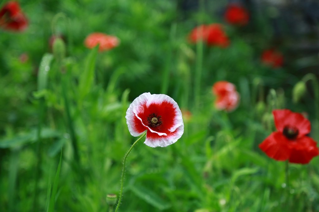 L_JY0750.JPG