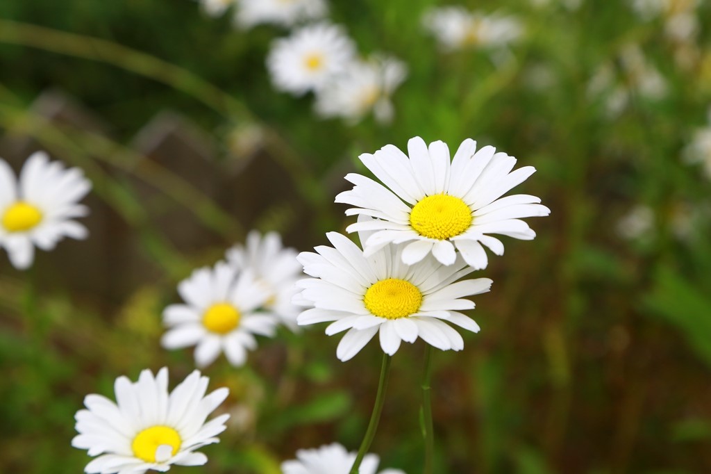 L_JY0759.JPG